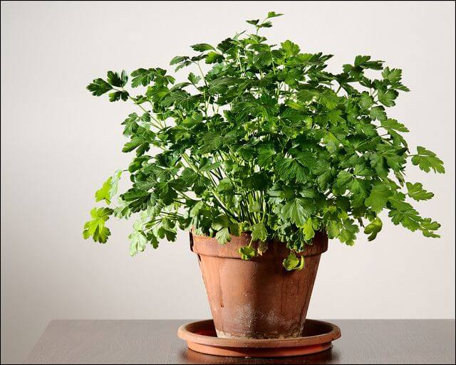 Parsley (Petroselinum crispum) - Herb garden