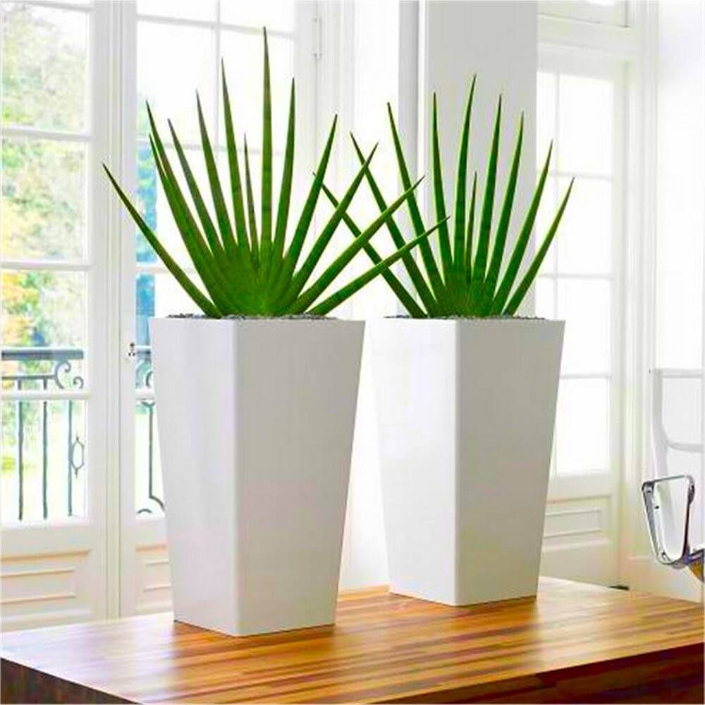 Sansevieria cylindrica - Indoor House Plants