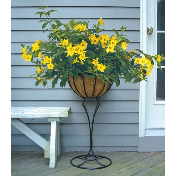 Allamanda cathartica (Golden trumpet) - Flowering plants