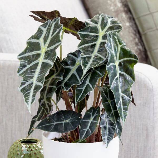 Alocasia amazonica (Elephant Ear plant) - Indoor House Plants