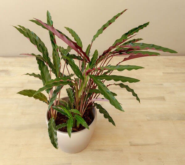 Calathea rufibarba - Indoor House Plants