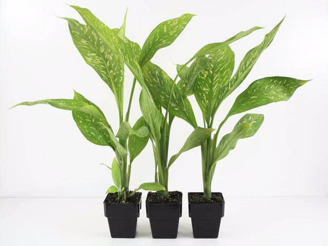Dieffenbachia seguine (Dumbcane) - Indoor House Plants
