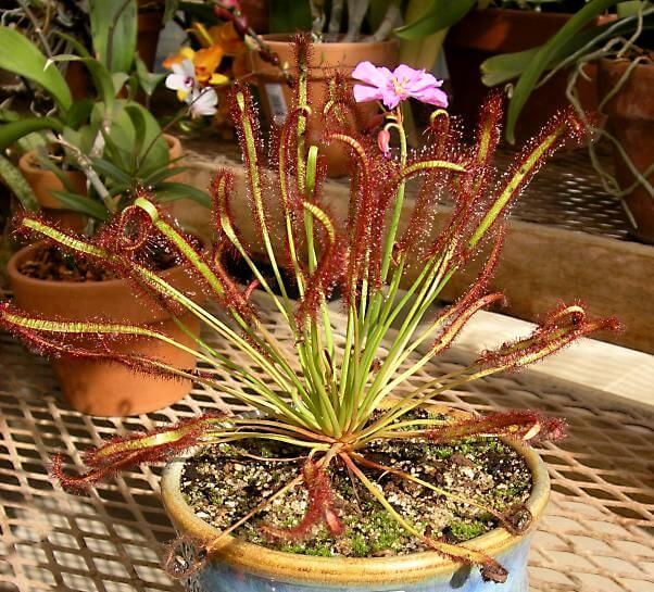 Drosera capensis - Indoor House Plants