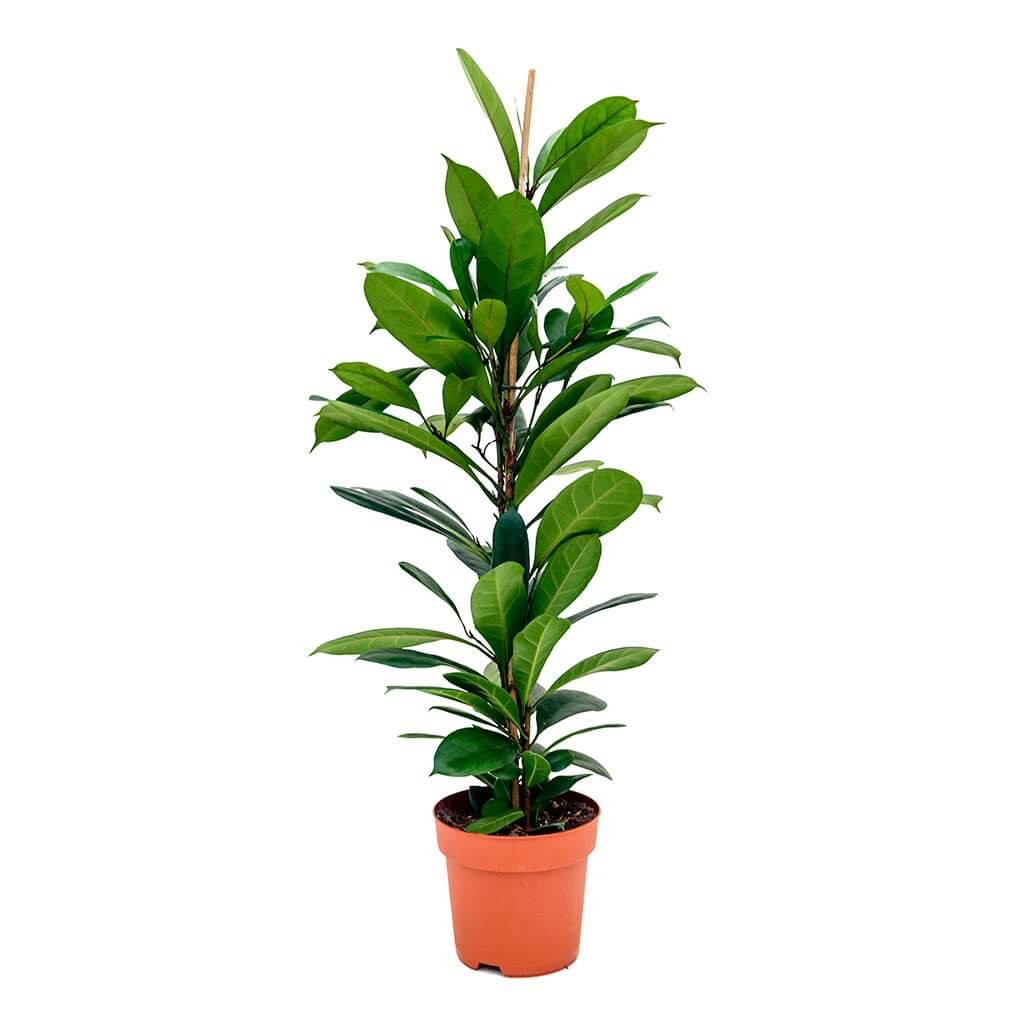 Ficus cyathistipula (African fig) - Air purifying plants