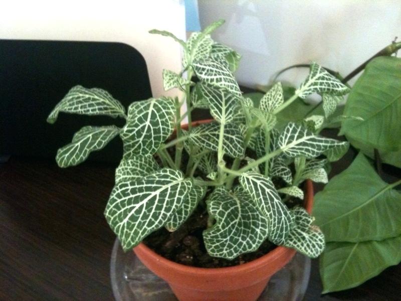 Fittonia plant - Indoor House Plants