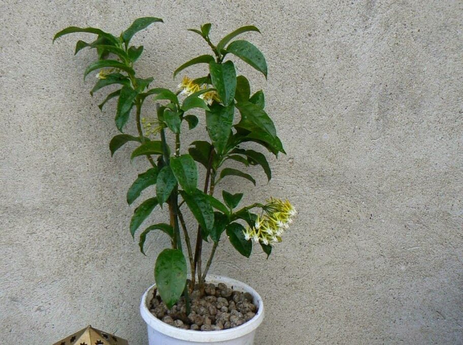 Hoya multiflora (Shooting Star Hoya) - Flowering plants