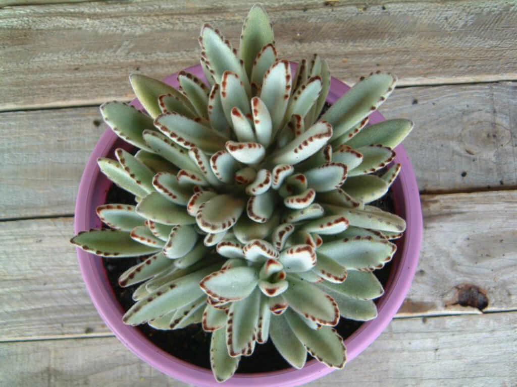 Kalanchoe tomentosa - Succulent plants