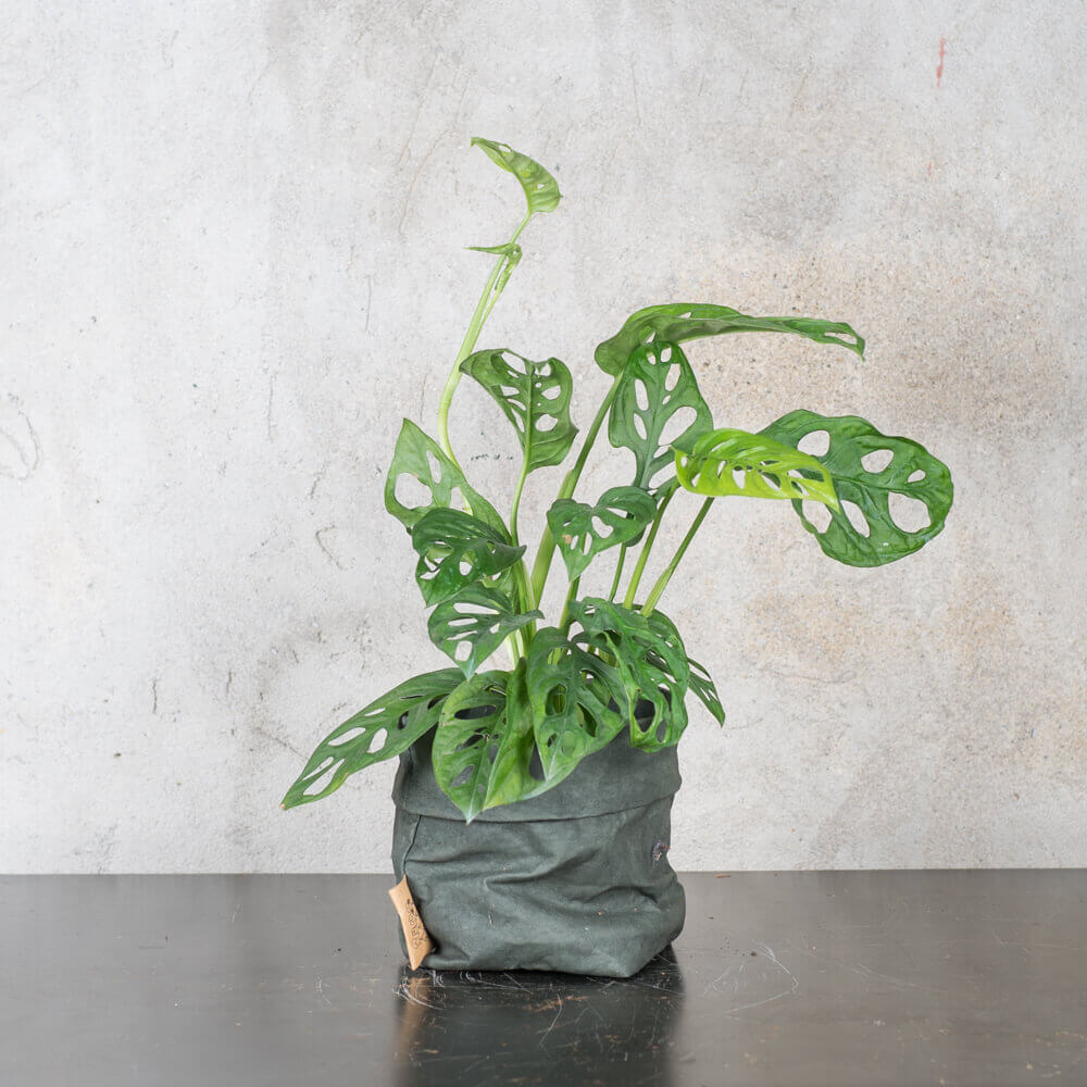 Monstera adansonii - Indoor House Plants