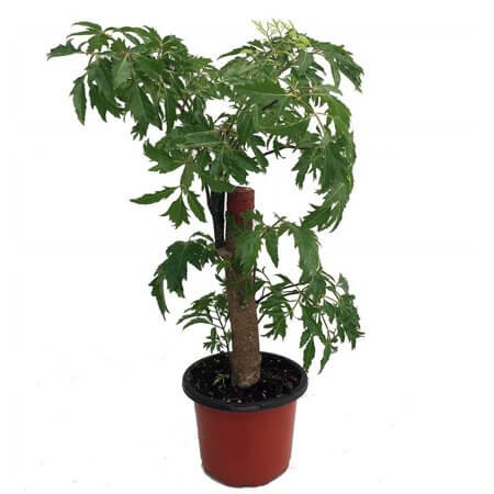 Polyscias fruticosa - Indoor House Plants