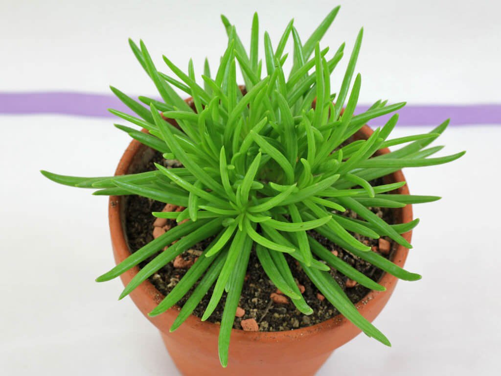 Senecio barbertonicus - Indoor House Plants