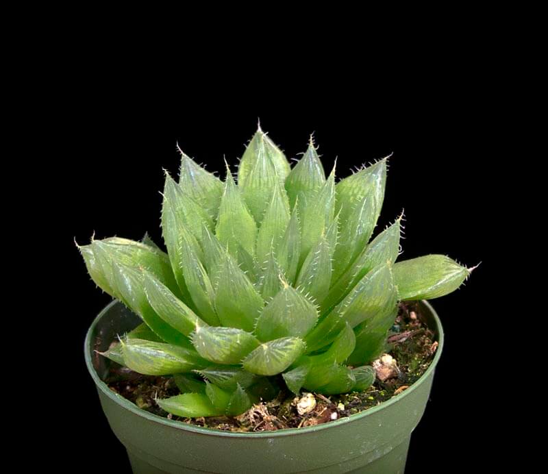 Haworthia cooperi - Succulent Plants