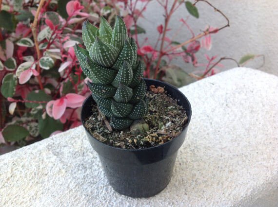 Haworthia reinwardtii - Succulent plants