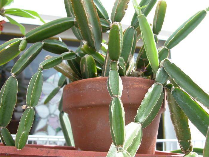 Perandai (Cissus quadrangularis) - Herb garden