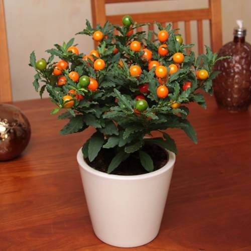 Solanum pseudocapsicum (Christmas Cherry) - Indoor House Plants