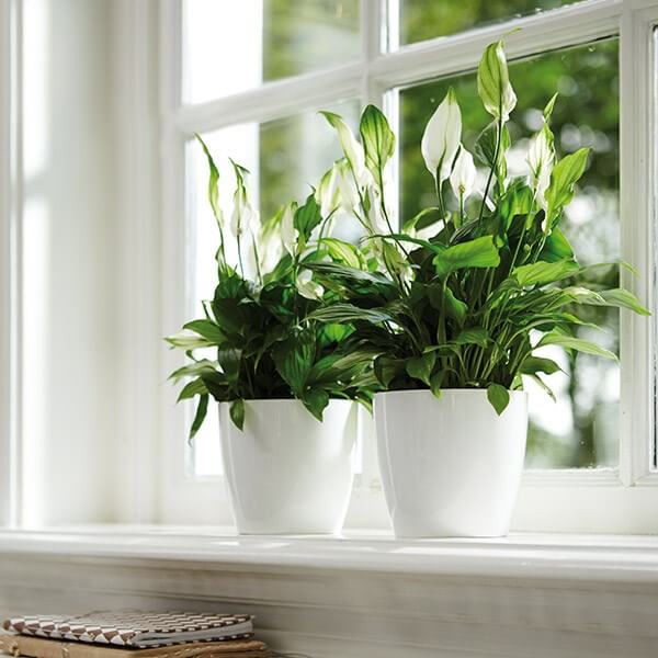 Spathiphyllum wallisii (Peace lily) - Indoor House Plants