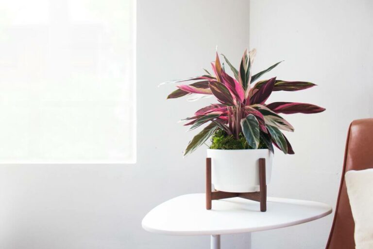 Stromanthe sanguinea Triostar - Indoor House Plants