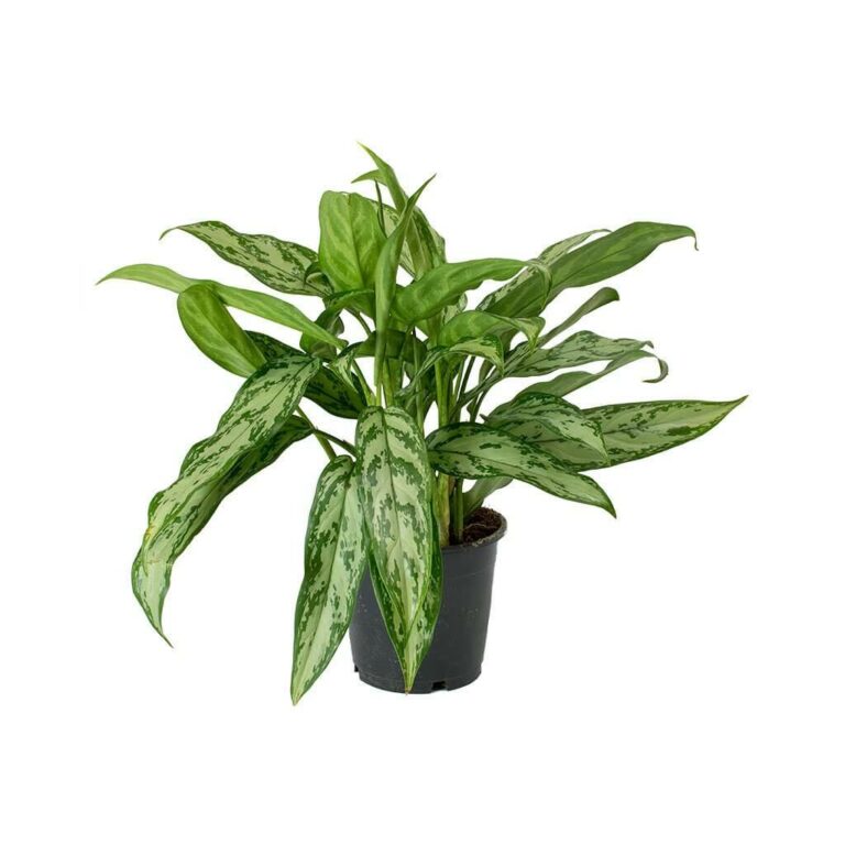 Aglaonema Maria Christina (Chinese Evergreen) - Indoor House Plants