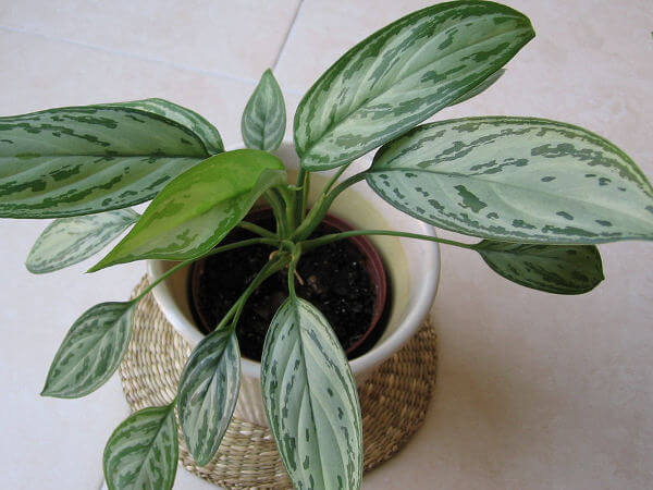 Aglaonema Silver Queen (Chinese Evergreen) - Indoor House Plants