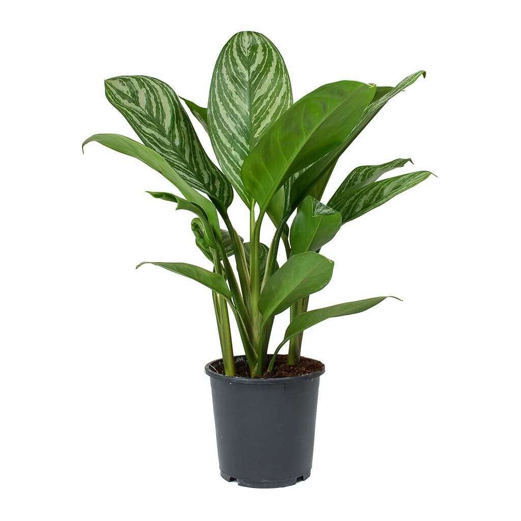 Aglaonema Stripes (Chinese Evergreen) - Indoor House Plants