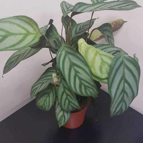 Calathea louisae - Indoor House Plants