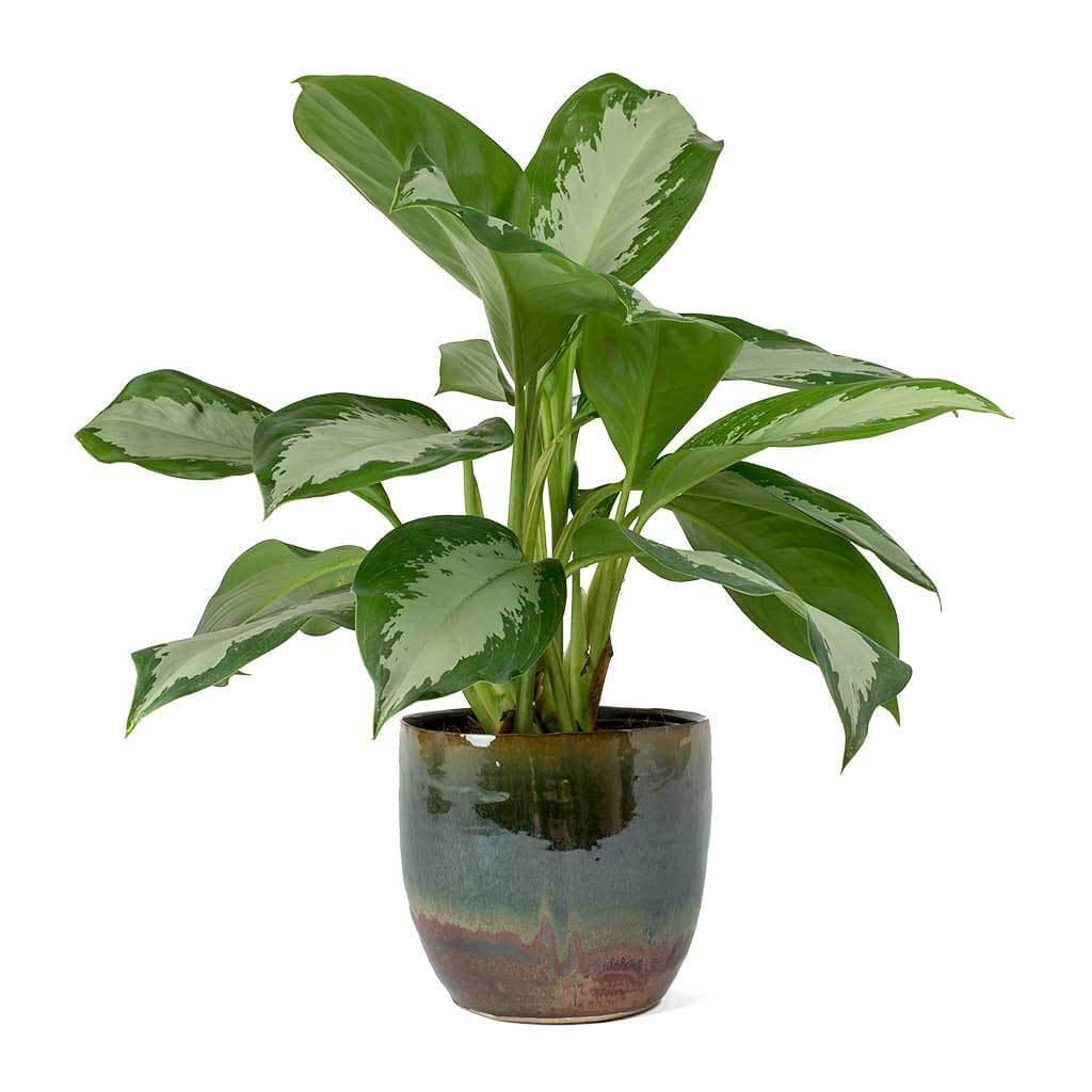 Chinese Evergreen ( Aglaonema Diamond Bay) - Indoor House Plants