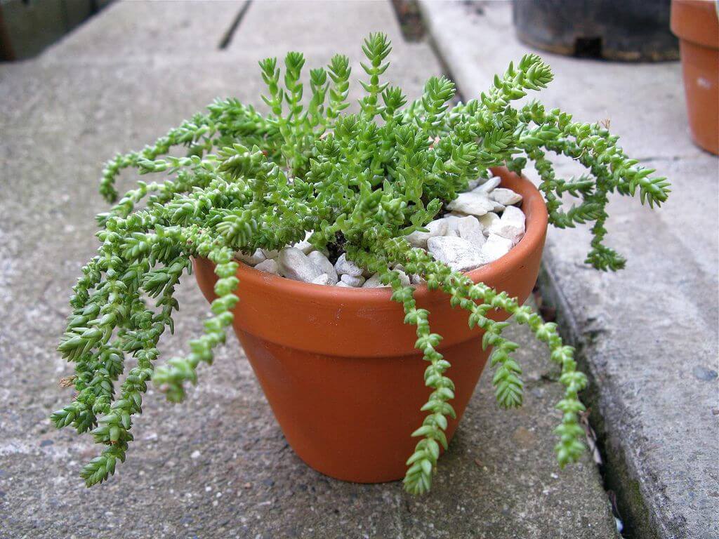Crassula muscosa (Rattail crassula) - Indoor House Plants