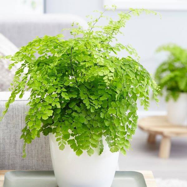 Delta Maidenhair Fern (Adiantum Fragrans) - Indoor House Plants