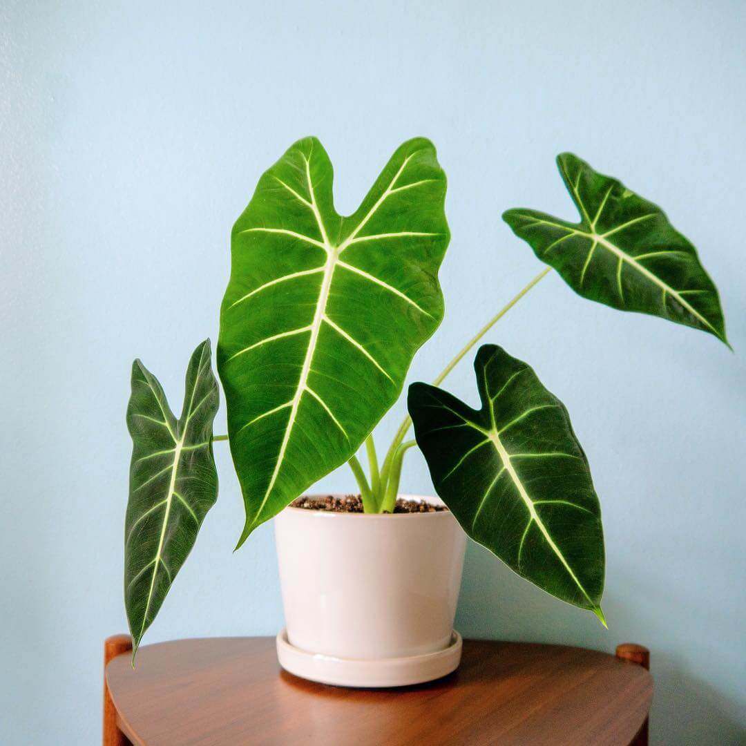 Green Velvet Alocasia - Indoor House Plants