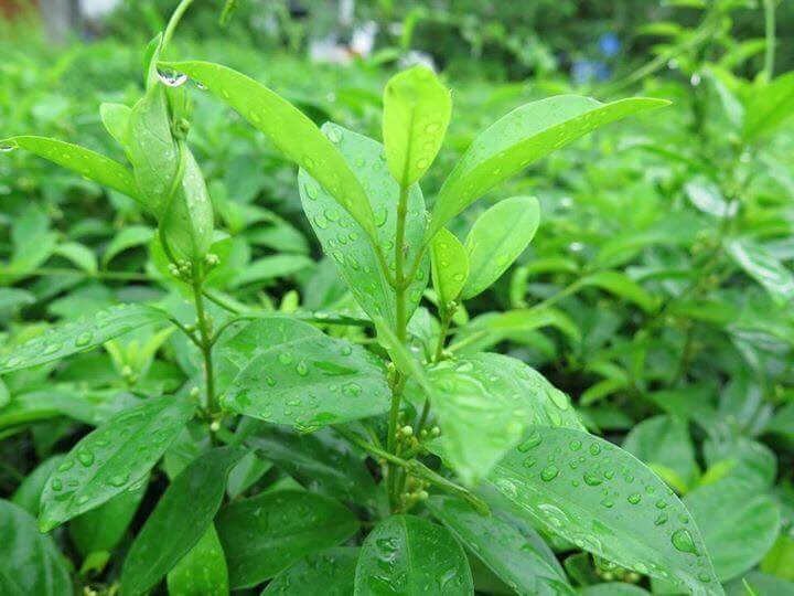 Gymnema Sylvestre - Herb garden