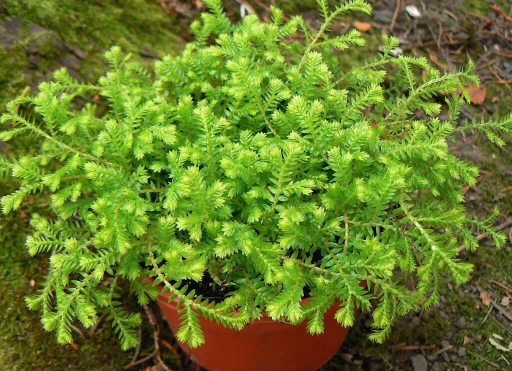 Selaginella kraussiana – House Plants