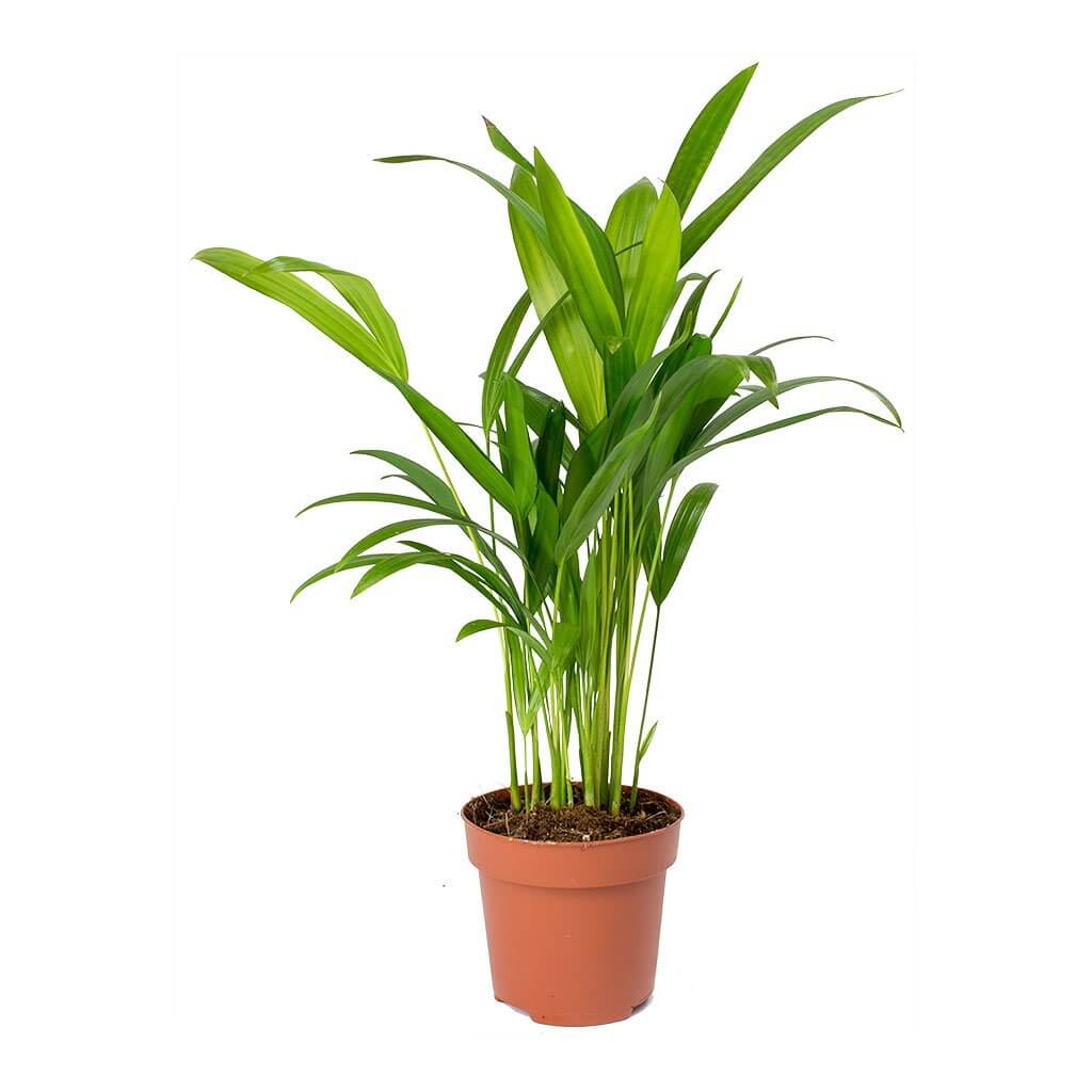 Areca Palm (Chrysalidocarpus lutescens) - Indoor House Plants