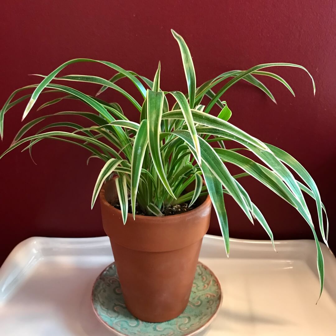 Chlorophytum comosum Variegatum - Indoor House Plants