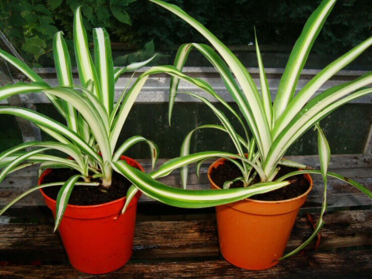 Chlorophytum comosum picturatum (Spider Plant) - Indoor House Plants