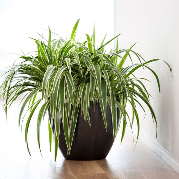 Chlorophytum laxum Zebra Grass - Indoor House Plants