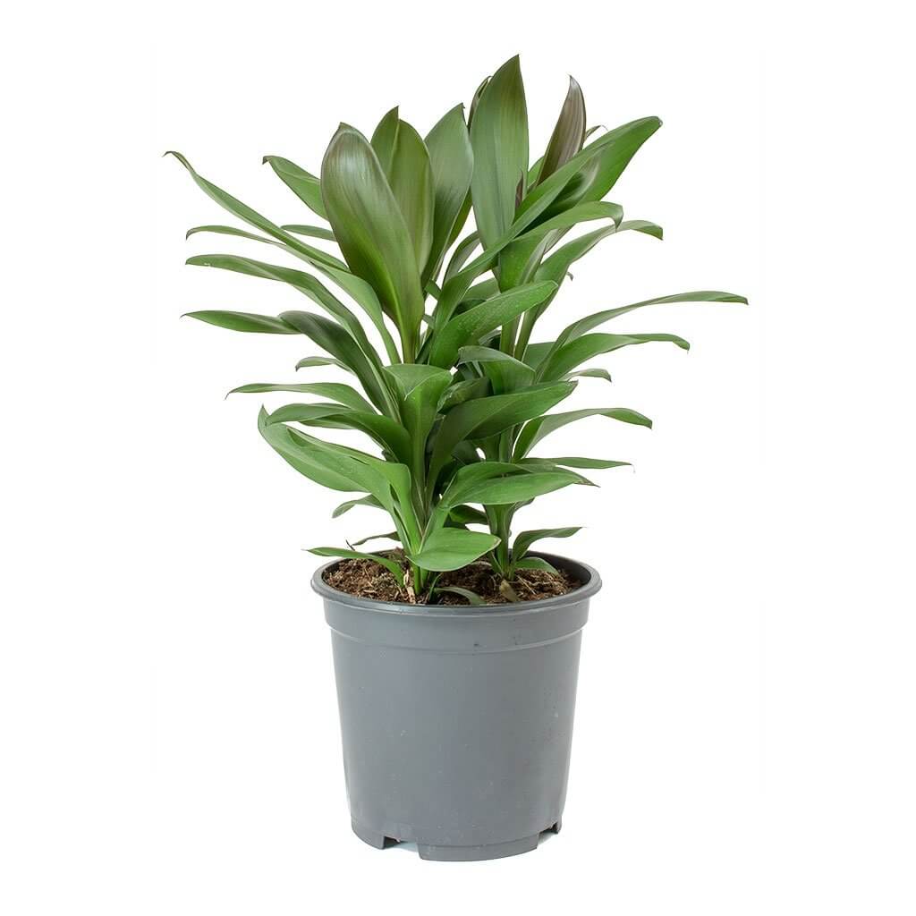 Cordyline fruticosa Glauca (Green Ti Plant)
