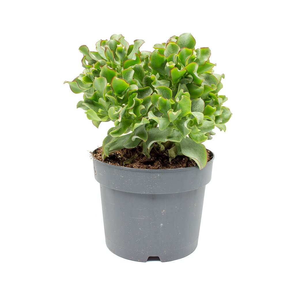 Crassula ovata Undulata (Curly Jade Plant) - Indoor House Plants