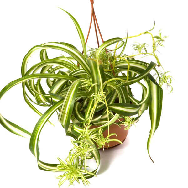 Curly Spider Plant - Indoor House Plants