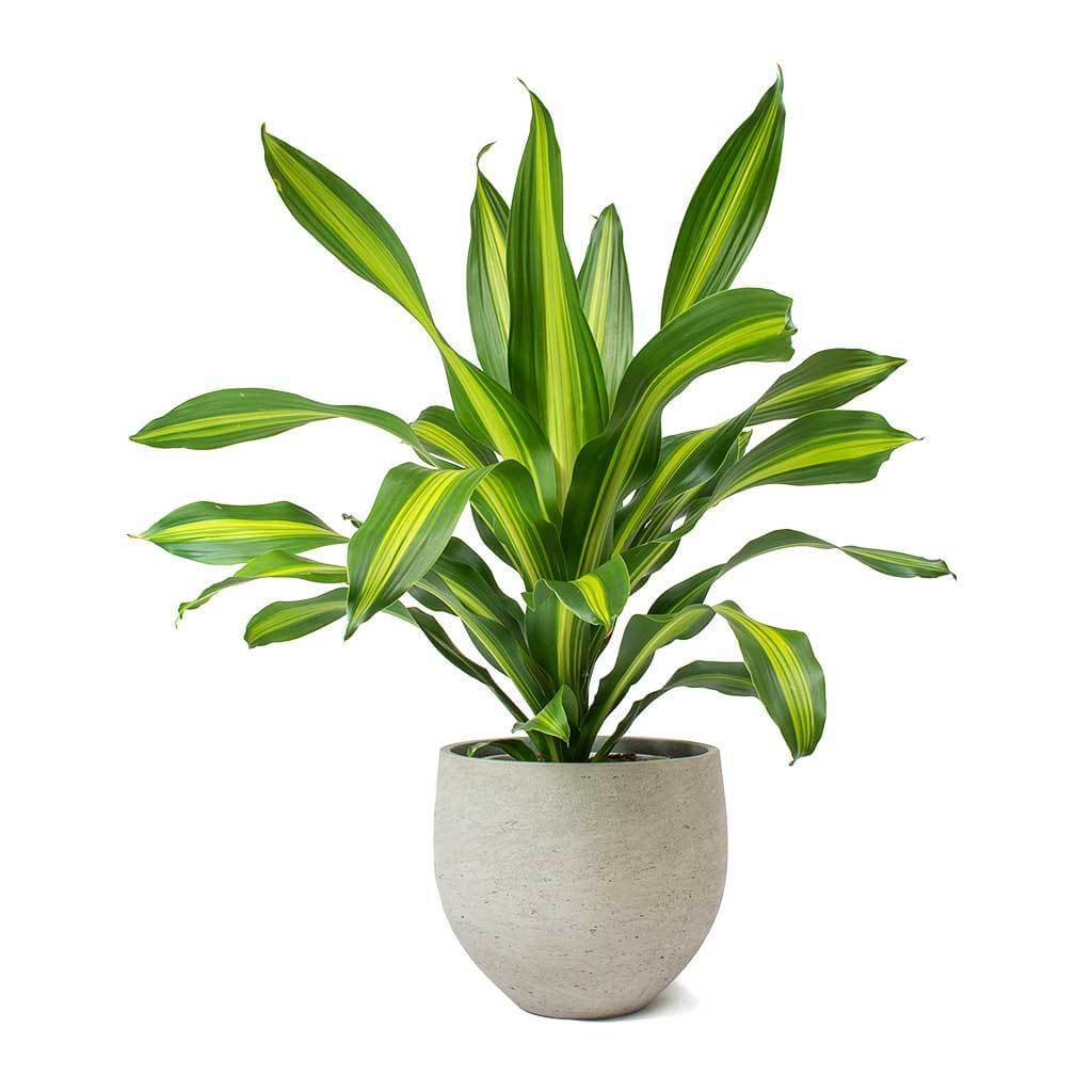 Dracaena fragrans Burley - Indoor House Plants