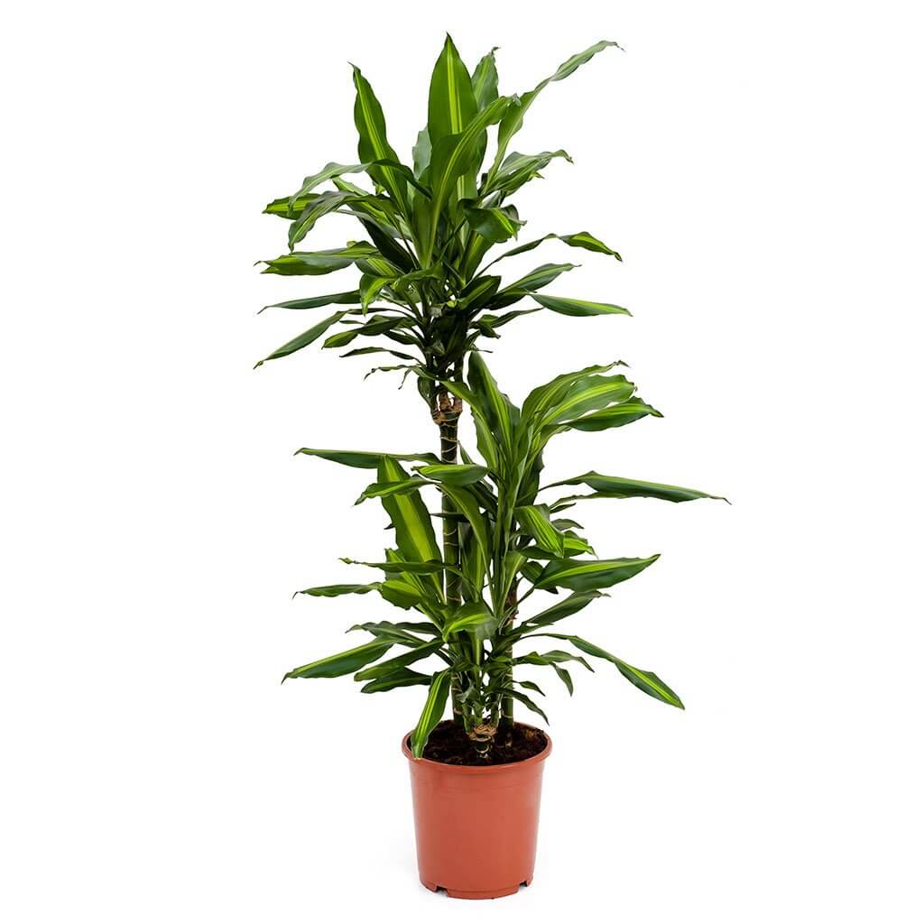 Dracaena fragrans Cintho - Indoor House Plants