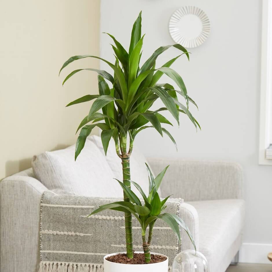 Dracaena fragrans Janet Lind - Indoor House Plants