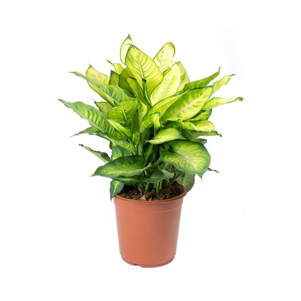 Dumb Cane (Dieffenbachia Summer Style) - Indoor House Plants
