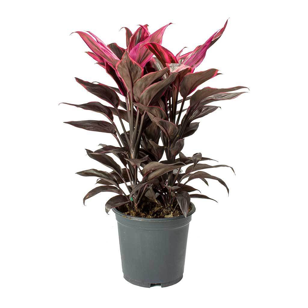 Good Luck Plant (Cordyline fruticosa Mambo) - Indoor House Plants