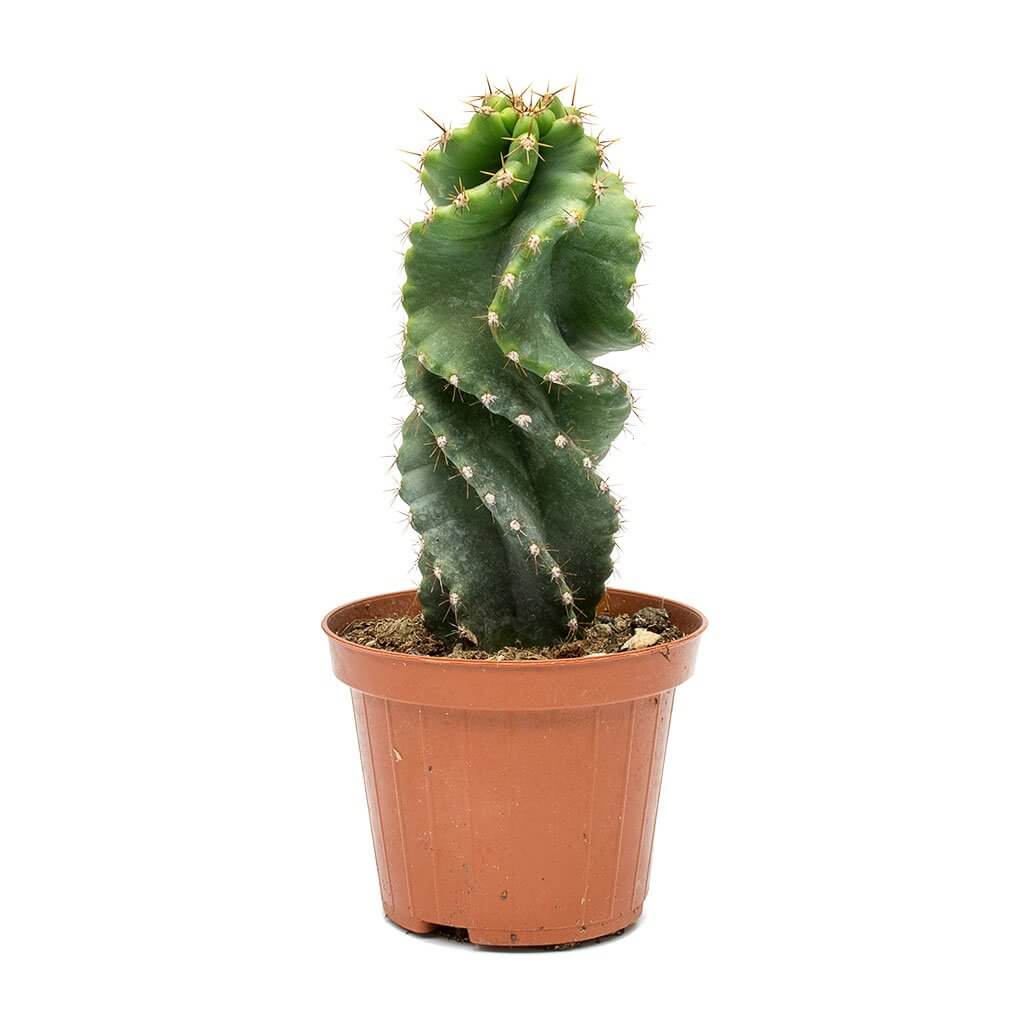 Cereus forbesii spiralis (Spiraled Cereus) - Cactus garden