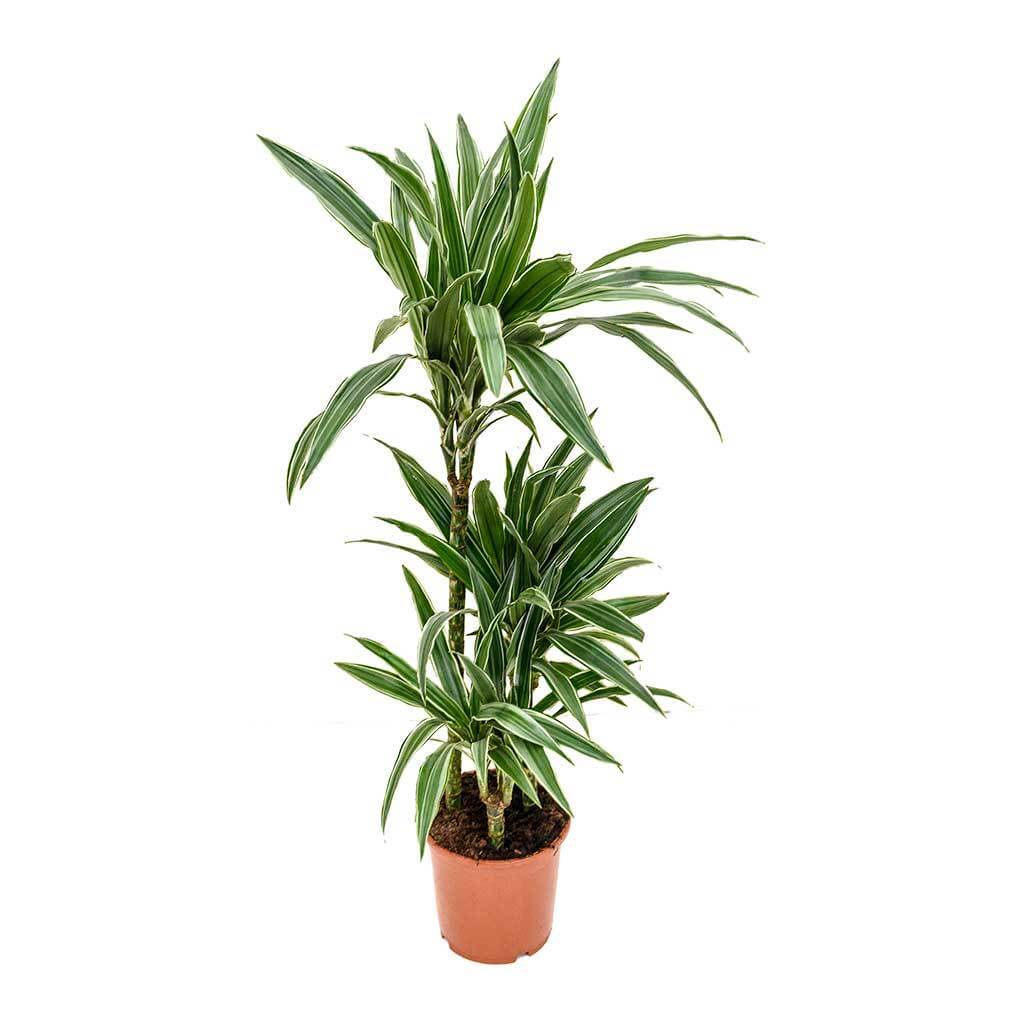 Dracaena deremensis Warneckii - Indoor House Plants