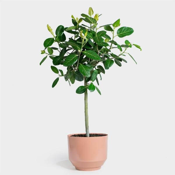 Ficus benghalensis Audrey (Bengal Fig) - Indoor House Plants