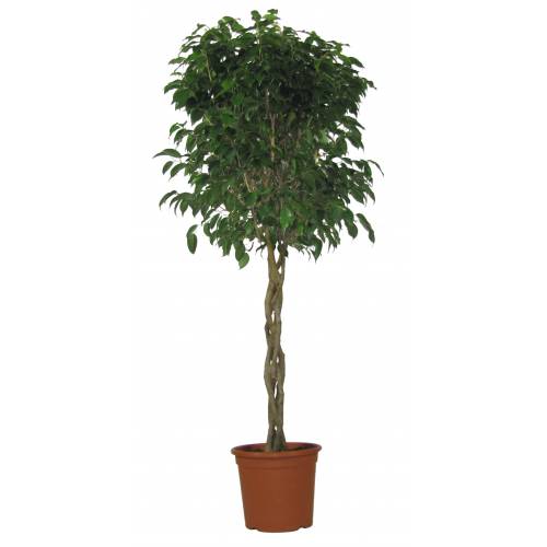 Ficus benjamina Danielle (Weeping Fig) - Indoor House Plants