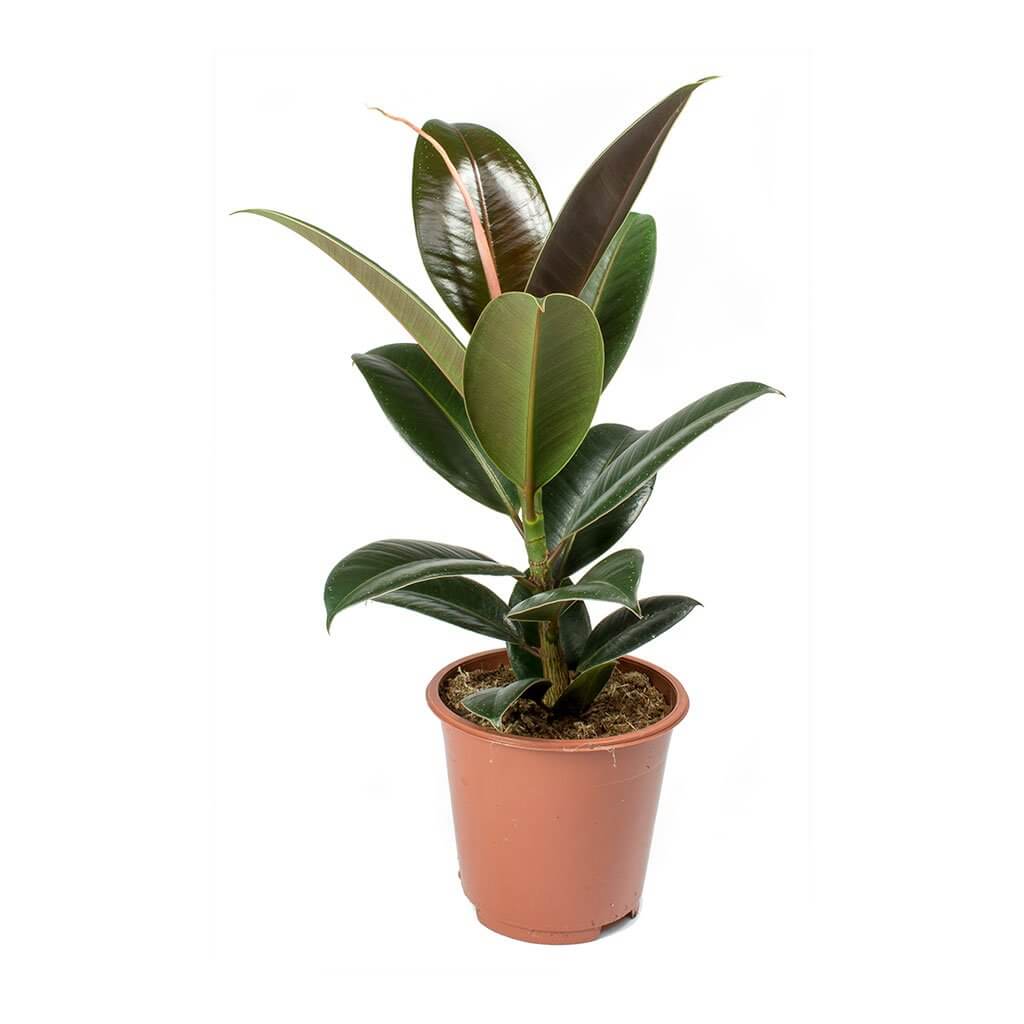 Ficus elastica Melany (Rubber Plant) - Indoor House Plants