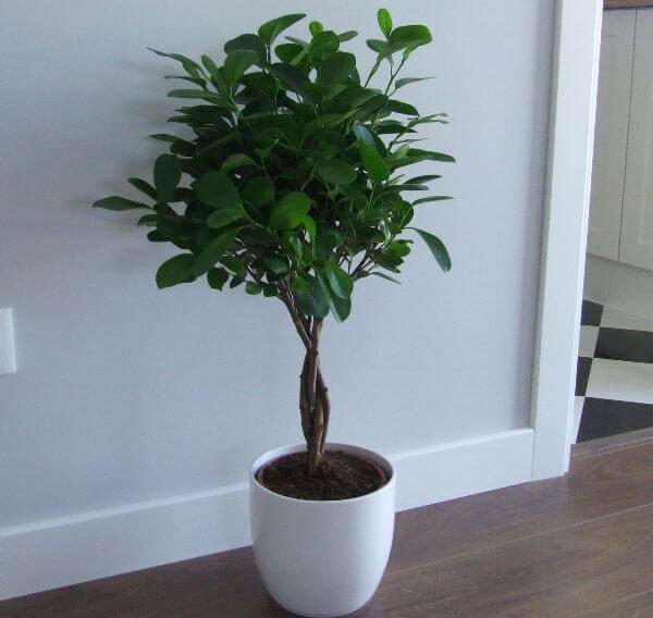 Ficus microcarpa Moclame (Indian Laurel) - Indoor House Plants