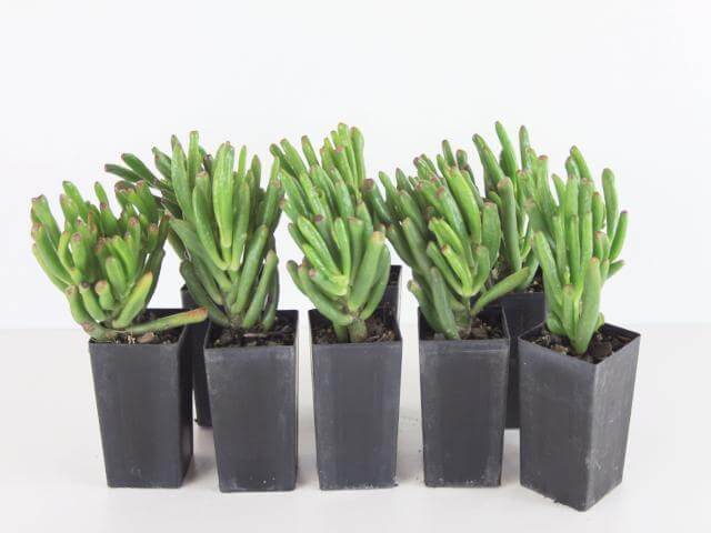 Jade Plant (Crassula ovata Gollum) - Indoor House Plants