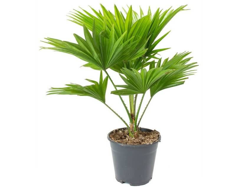 Livistona rotundifolia (Table palm) - Indoor House Plants
